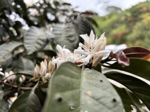 Why Costa Rica is the Ultimate Paradise for Ecotourism by E-Bike? - Ebiking Costa Rica