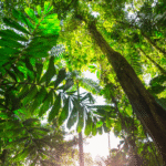 Crossing Costa Rica e-bike tour riding through rainforest landscapes