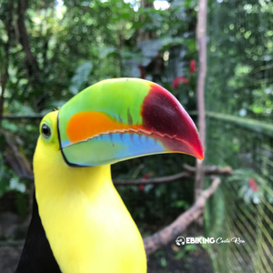 How an E-Bike Transforms Your Cycling Experience in Nature: A Story - Ebiking Costa Rica