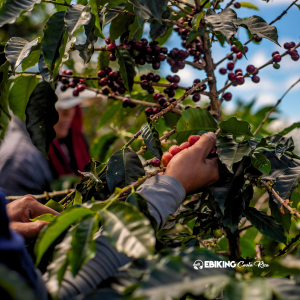 Costa Rica Coffee Process